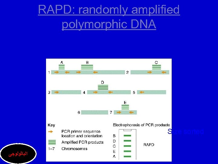RAPD: randomly amplified polymorphic DNA Size sorted ﺍﻟﺒﺎﺛﻮﻟﻮﺟﻰ 