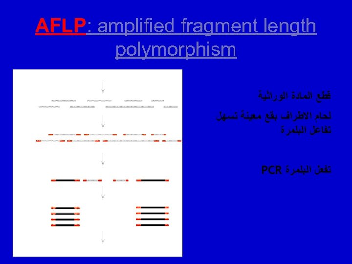  AFLP: amplified fragment length polymorphism ﻗﻄﻊ ﺍﻟﻤﺎﺩﺓ ﺍﻟﻮﺭﺍﺛﻴﺔ ﻟﺤﺎﻡ ﺍﻻﻃﺮﺍﻑ ﺑﻘﻊ ﻣﻌﻴﻨﺔ ﺗﺴﻬﻞ