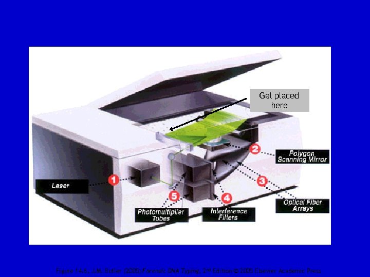 Gel placed here Figure 14. 6, J. M. Butler (2005) Forensic DNA Typing, 2