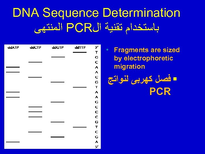 DNA Sequence Determination ﺍﻟﻤﻨﺘﻬﻰ PCR ﺑﺎﺳﺘﺨﺪﺍﻡ ﺗﻘﻨﻴﺔ ﺍﻝ • Fragments are sized by electrophoretic
