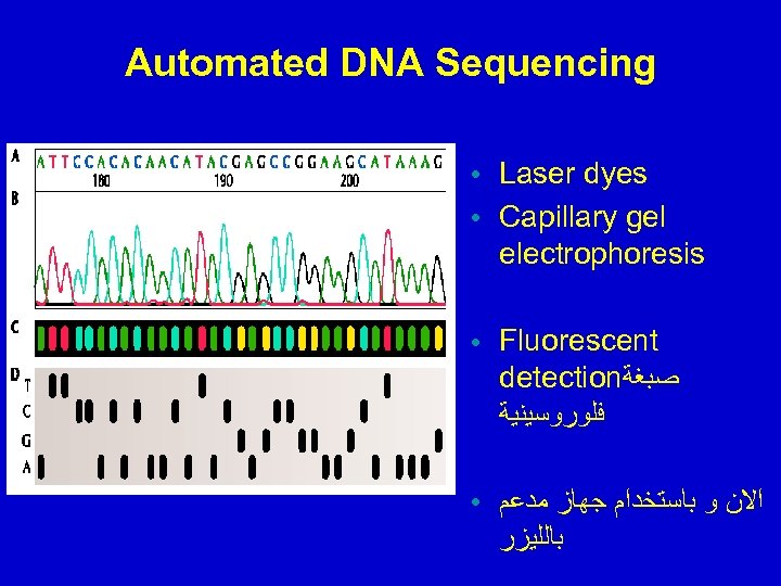Automated DNA Sequencing ● ● Laser dyes Capillary gel electrophoresis ● Fluorescent detection ﺻﺒﻐﺔ