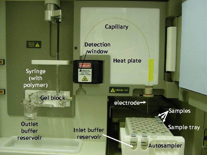 Capillary Detection window Heat plate Syringe (with polymer) Gel block electrode Samples Outlet buffer