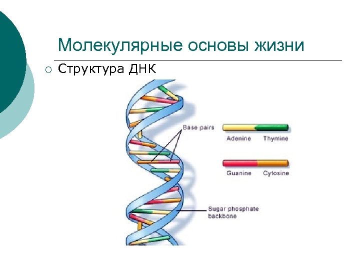 Молекулярные основы жизни Структура ДНК 