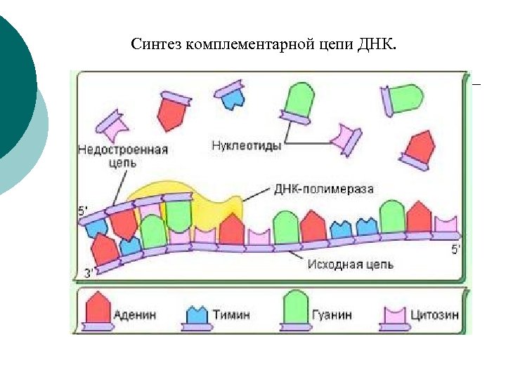 Синтез комплементарной цепи ДНК. 