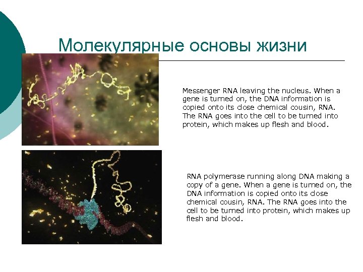 Молекулярные основы. Молекулярные основы жизни. Молекулярные основы жизни биология. Молекулярные основы жизни презентация. Молекулярные основы движения в живой природе.