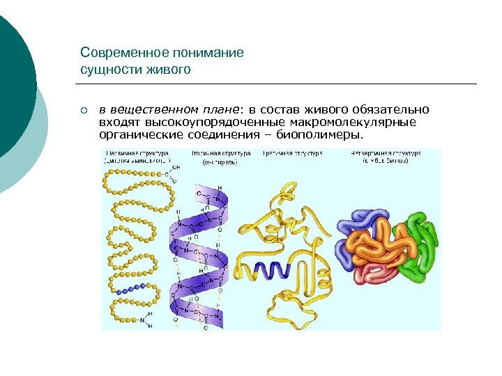 Биополимеры биология презентация