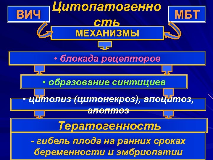 Цитопатогенно ВИЧ МБТ сть МЕХАНИЗМЫ • блокада рецепторов • образование синтициев • цитолиз (цитонекроз),