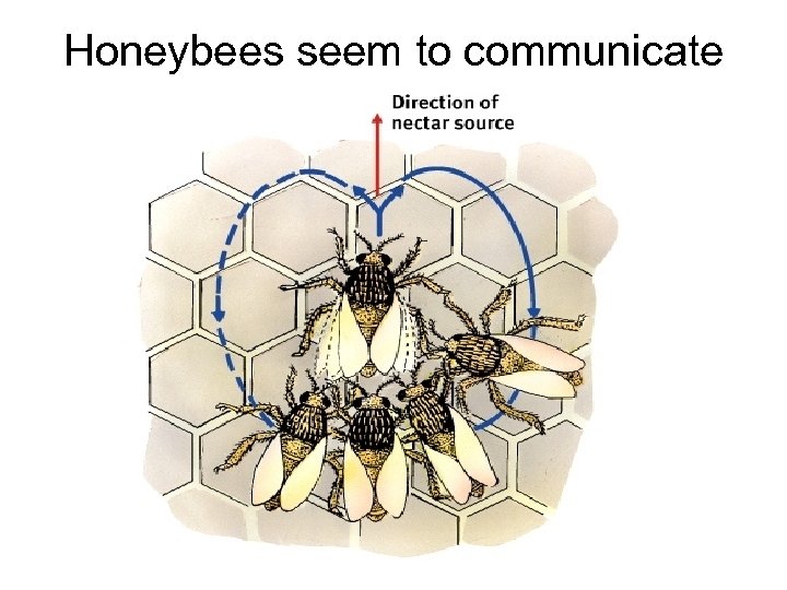 Honeybees seem to communicate 
