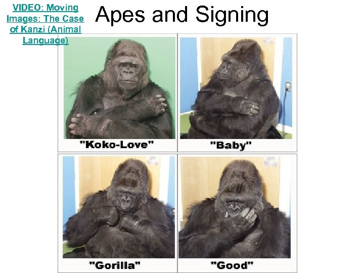 VIDEO: Moving Images: The Case of Kanzi (Animal Language) Apes and Signing 