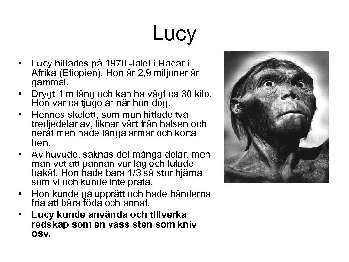 Lucy • Lucy hittades på 1970 -talet i Hadar i Afrika (Etiopien). Hon är