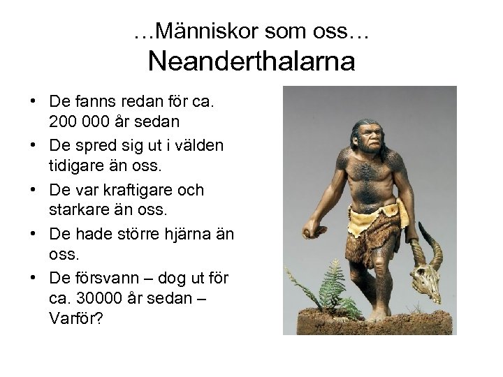 …Människor som oss… Neanderthalarna • De fanns redan för ca. 200 000 år sedan