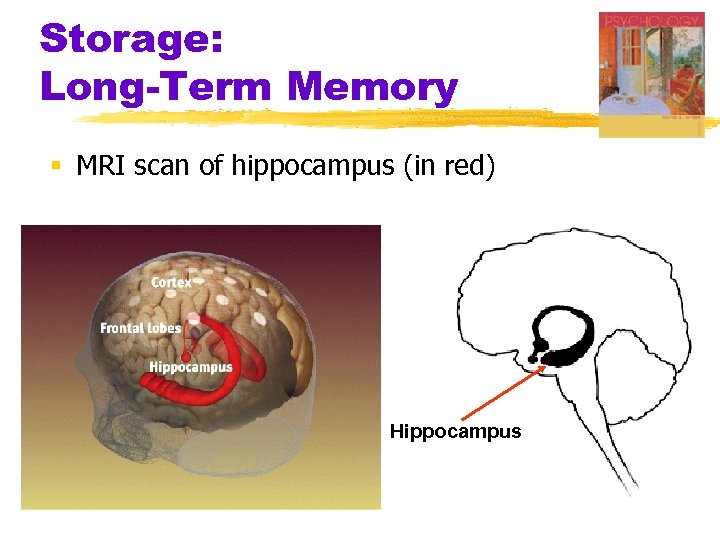 Storage: Long-Term Memory § MRI scan of hippocampus (in red) Hippocampus 