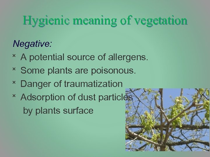 Hygienic meaning of vegetation Negative: ˟ А potential source of allergens. ˟ Some plants