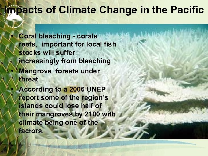 Impacts of Climate Change in the Pacific • Coral bleaching - corals reefs, important