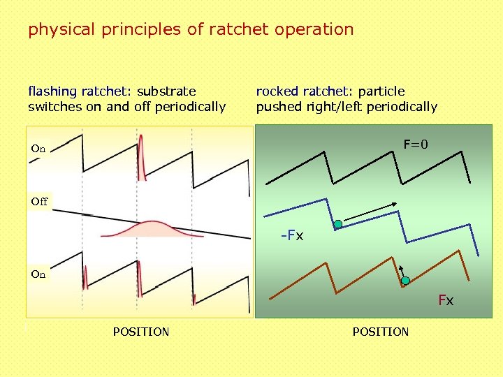 physical principles of ratchet operation flashing ratchet: substrate switches on and off periodically rocked