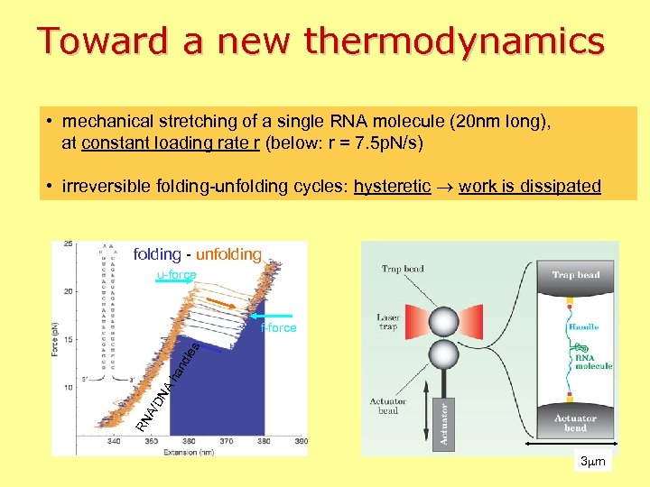 Toward a new thermodynamics • mechanical stretching of a single RNA molecule (20 nm