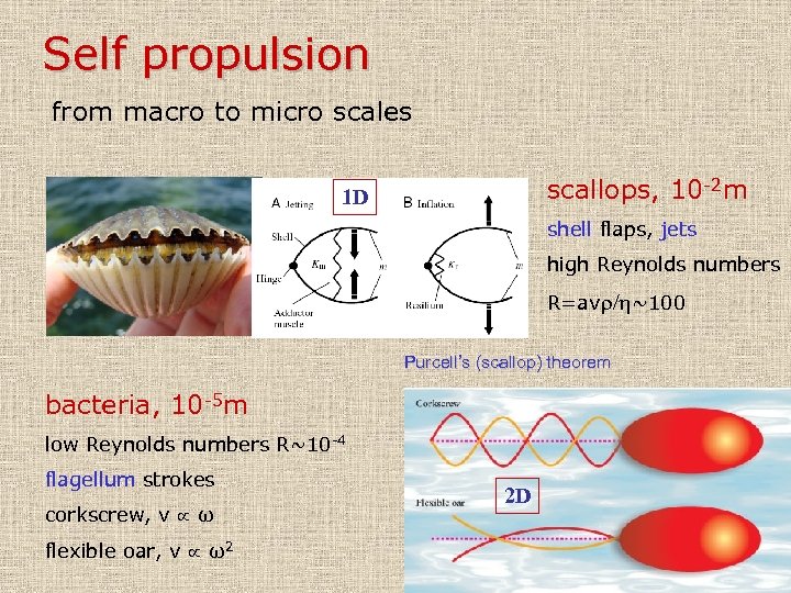 Self propulsion from macro to micro scales scallops, 10 -2 m 1 D shell