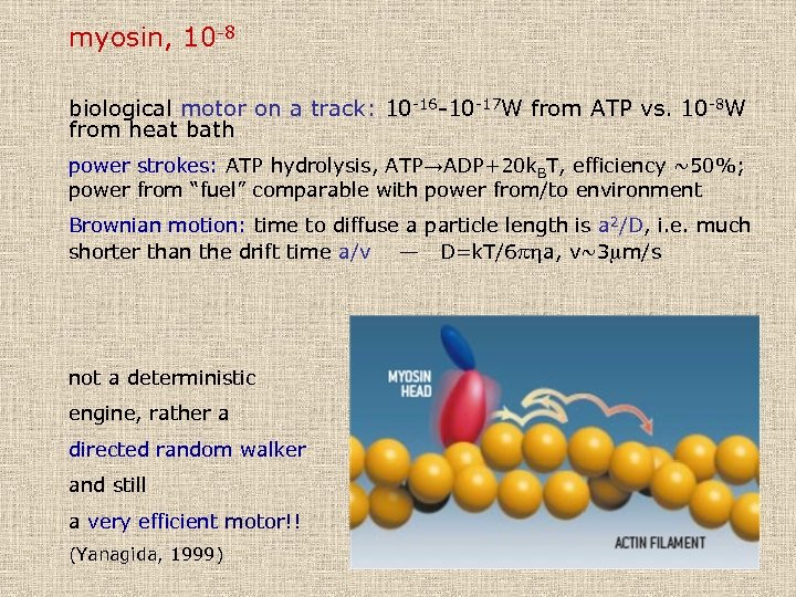 myosin, 10 -8 biological motor on a track: 10 -16 -10 -17 W from