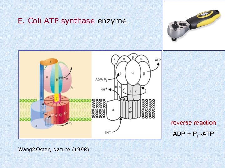 E. Coli ATP synthase enzyme reverse reaction ADP + Pi→ATP Wang&Oster, Nature (1998) 