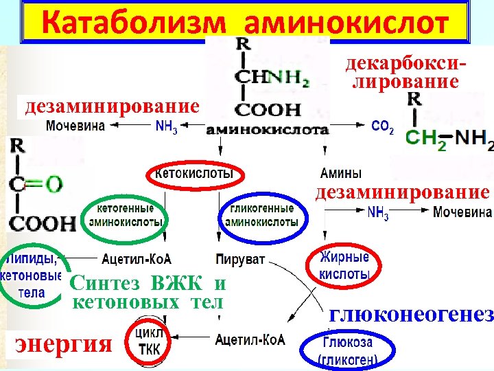 Общая схема глюконеогенеза из аминокислот глицерина и молочной кислоты