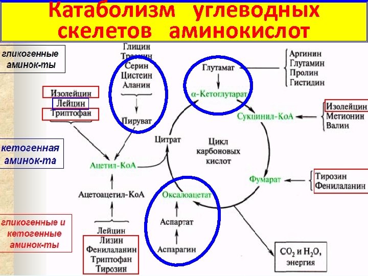 Катаболизм углеводных скелетов аминокислот 12 
