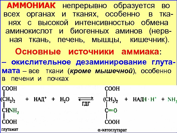 АММОНИАК непрерывно образуется во всех органах и тканях, особенно в тканях с высокой интенсивностью
