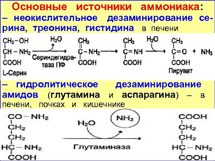 Основные источники аммониака: – неокислительное дезаминирование серина, треонина, гистидина в печени – гидролитическое дезаминирование