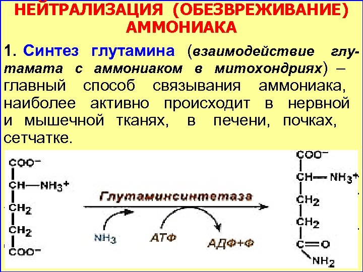 НЕЙТРАЛИЗАЦИЯ (ОБЕЗВРЕЖИВАНИЕ) АММОНИАКА 1. Синтез глутамина (взаимодействие глутамата с аммониаком в митохондриях) – главный