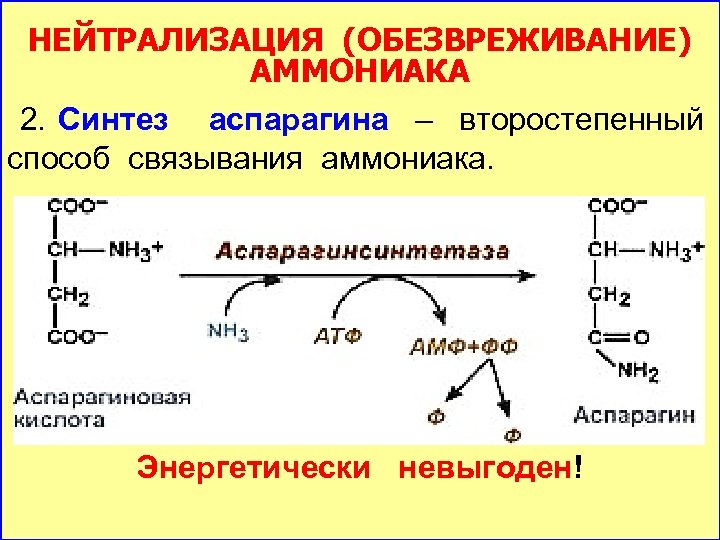 НЕЙТРАЛИЗАЦИЯ (ОБЕЗВРЕЖИВАНИЕ) АММОНИАКА 2. Синтез аспарагина – второстепенный способ связывания аммониака. Энергетически невыгоден! 