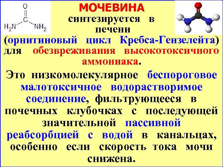 МОЧЕВИНА синтезируется в печени (орнитиновый цикл Кребса-Гензелейта) для обезвреживания высокотоксичного аммониака. Это низкомолекулярное беспороговое