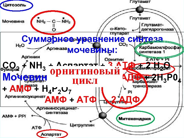 Суммарное уравнение синтеза мочевины: СО 2 + NH 3 + Аспартат + 3 АТФ