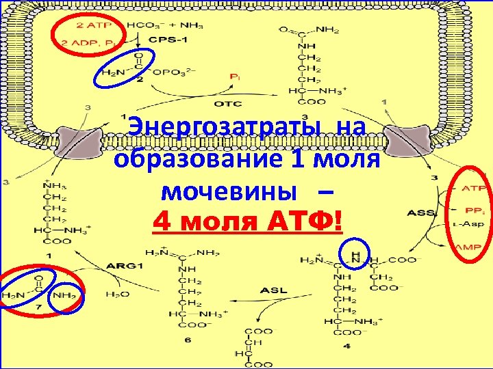 Энергозатраты на образование 1 моля мочевины – 4 моля АТФ! 