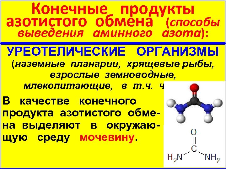 Конечные продукты азотистого обмена