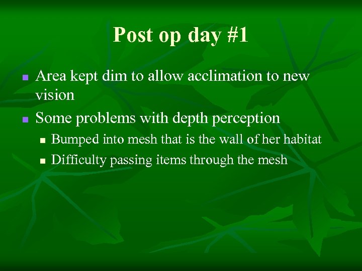 Post op day #1 n n Area kept dim to allow acclimation to new