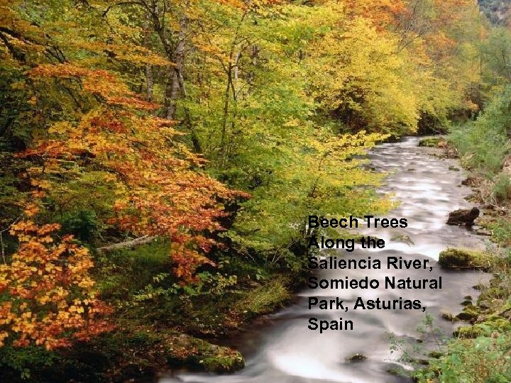 Beech Trees Along the Saliencia River, Somiedo Natural Park, Asturias, Spain 