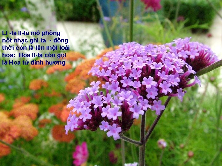 Li -la li-la mô phỏng nốt nhạc ghi ta - đồng thời còn là