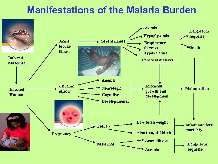 Manifestations of the Malaria Burden Anemia Hypoglycemia Acute febrile illness Severe illness Infected Mosquito