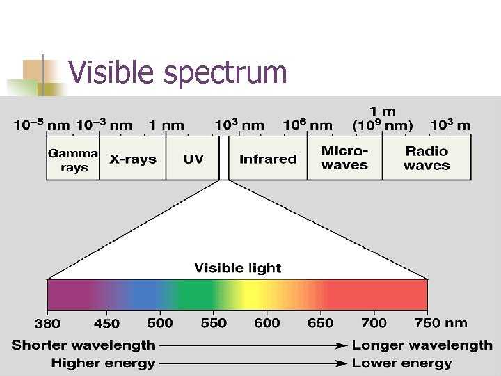 Visible spectrum 