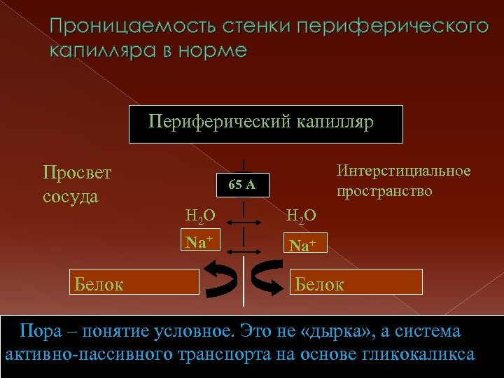 Проницаемость стенки периферического капилляра в норме Периферический капилляр Просвет сосуда Интерстициальное пространство 65 А