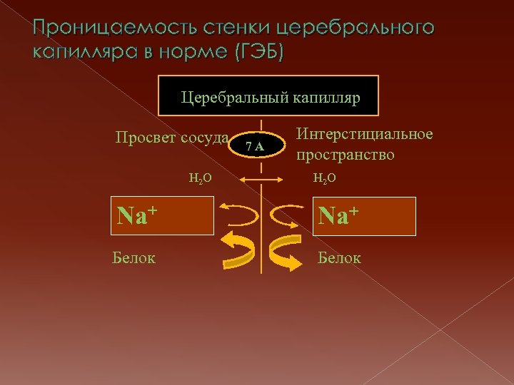 Проницаемость стенки церебрального капилляра в норме (ГЭБ) Церебральный капилляр Просвет сосуда 7 А Н