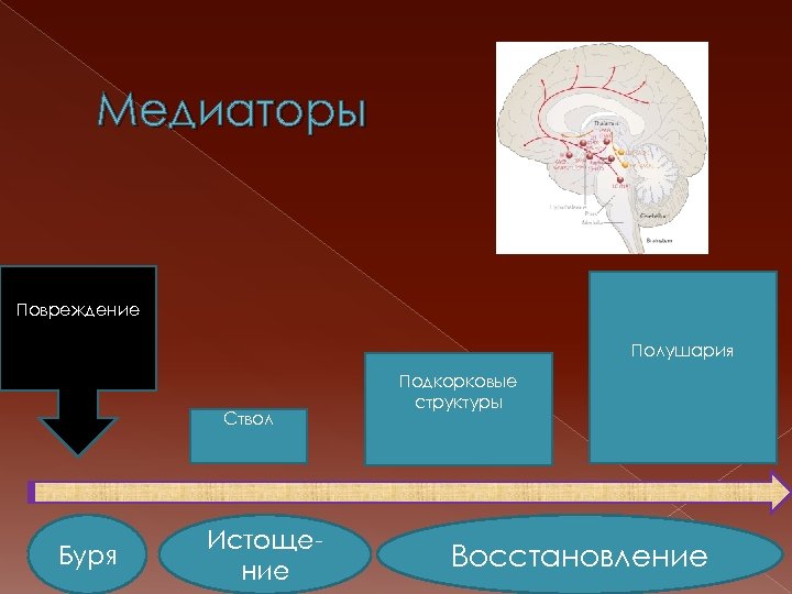 Медиаторы Повреждение Полушария Ствол Буря Истощение Подкорковые структуры Восстановление 