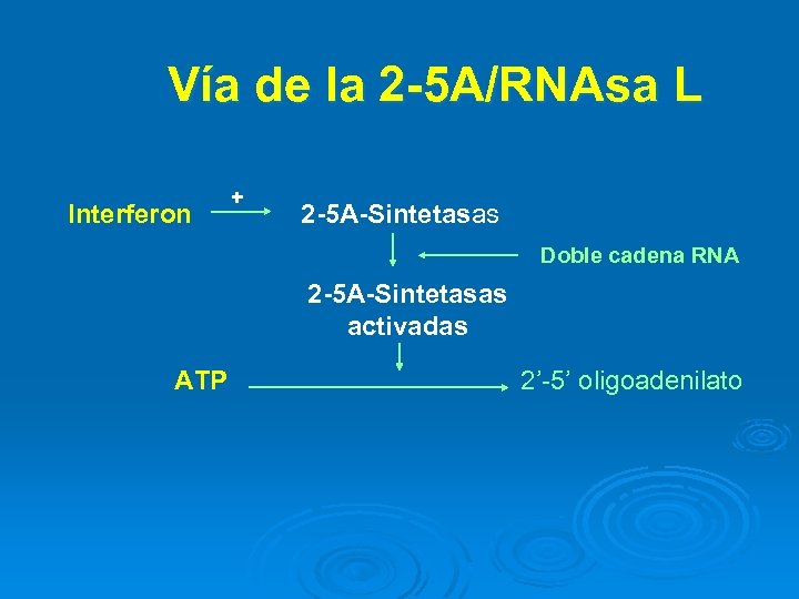 Vía de la 2 -5 A/RNAsa L Interferon + 2 -5 A-Sintetasas Doble cadena