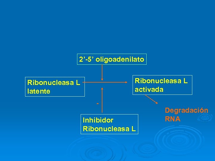 2’-5’ oligoadenilato Ribonucleasa L activada Ribonucleasa L latente - Inhibidor Ribonucleasa L Degradación RNA