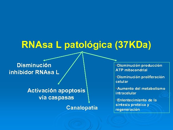 RNAsa L patológica (37 KDa) Disminución inhibidor RNAsa L • Disminución producción ATP mitocondrial