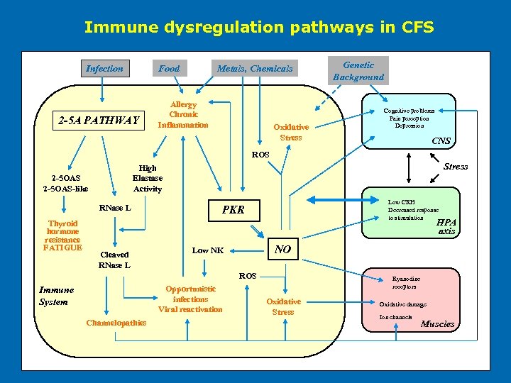 Immune dysregulation pathways in CFS Infection Food 2 -5 A PATHWAY Metals, Chemicals Allergy