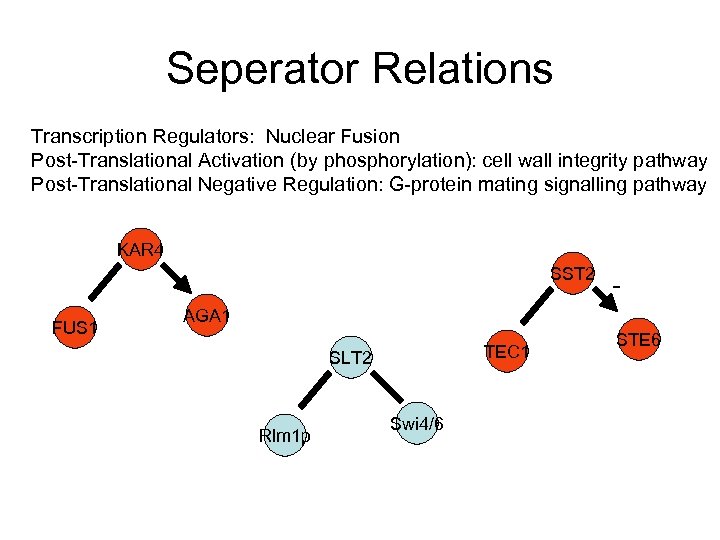 Seperator Relations Transcription Regulators: Nuclear Fusion Post-Translational Activation (by phosphorylation): cell wall integrity pathway