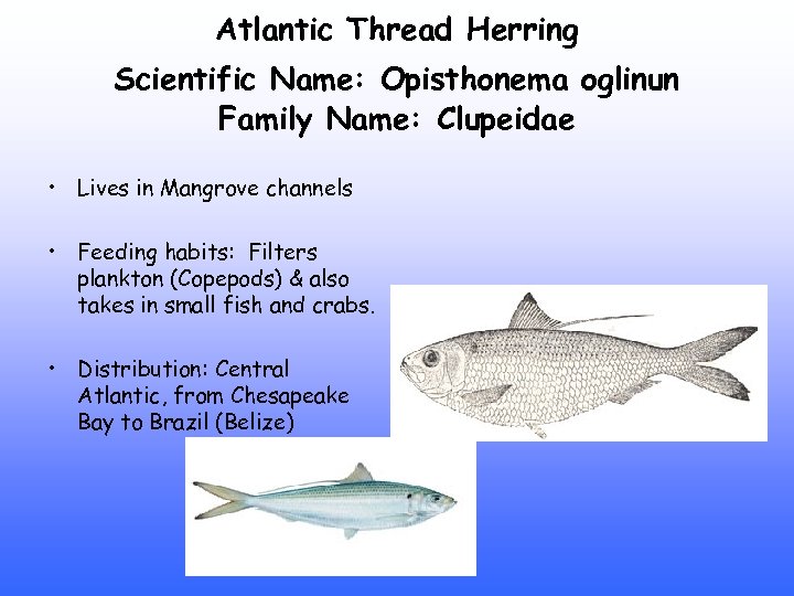 Atlantic Thread Herring Scientific Name: Opisthonema oglinun Family Name: Clupeidae • Lives in Mangrove