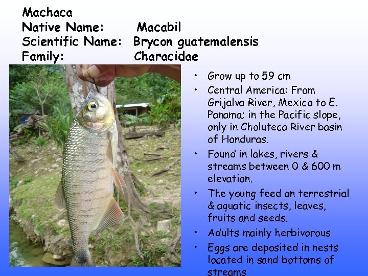 Machaca Native Name: Macabil Scientific Name: Brycon guatemalensis Family: Characidae • Grow up to