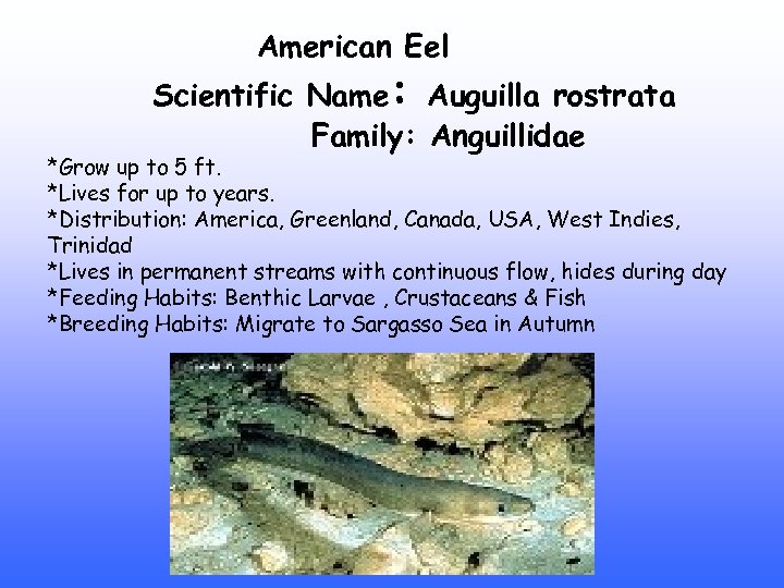 American Eel Scientific Name: Auguilla rostrata Family: Anguillidae *Grow up to 5 ft. *Lives