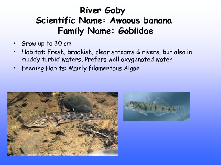 River Goby Scientific Name: Awaous banana Family Name: Gobiidae • Grow up to 30